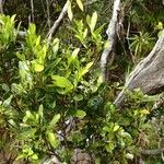 Stenocarpus gracilis