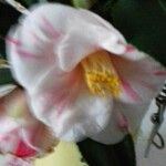 Camellia caudata Blüte