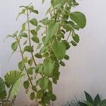 Coleus barbatusपत्ता