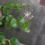 Crassula spathulata 花