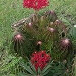 Jatropha multifida Bloem