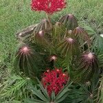 Jatropha multifida Kwiat