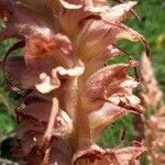Orobanche rapum-genistae Flor