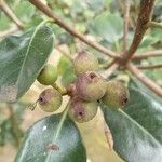 Euclea natalensis Frukto
