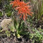 Aloe maculata Květ