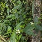 Lantana achyranthifolia Frunză