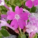 Primula hirsuta Flower