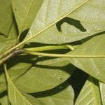 Bourreria grandicalyx Leaf