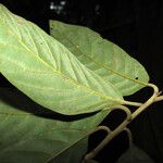 Rhodostemonodaphne grandis 葉