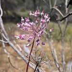 Dichelostemma volubile