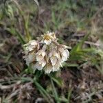 Epipactis palustris Flower