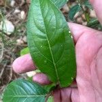 Piper tuberculatum Blad