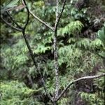 Himatanthus bracteatus Habitat