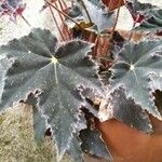 Begonia heracleifolia 叶