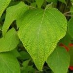 Salvia elegans Leaf