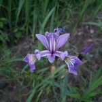 Iris versicolorVirág