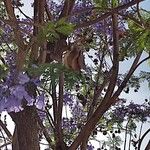 Jacaranda mimosifolia Плод