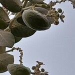 Calotropis procera फल