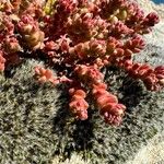 Sedum andegavense Vekstform