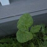 Malva verticillata Folha