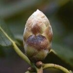 Rhododendron thomsonii Otro