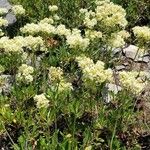 Eriogonum heracleoides 花