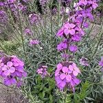 Erysimum scopariumVirág