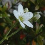 Arenaria ligericina Flor