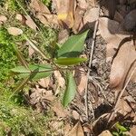 Cryptolepis buchananii Blomst