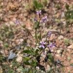 Chorispora tenella Habitus