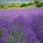 Lavandula × intermedia Flower