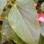 Begonia coccinea Folha