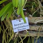 Ascocentrum curvifolium Écorce