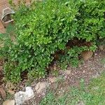 Gardenia jasminoides Leht