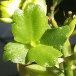 Kalanchoe blossfeldiana 葉