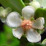 Uromyrtus emarginata Flower