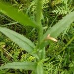 Camelina sativa Folha