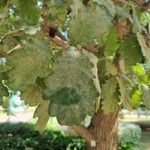 Quercus hartwissiana Leaf