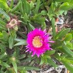 Carpobrotus acinaciformis 花