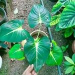 Homalomena lindenii Leaf