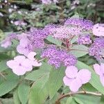 Hydrangea aspera Λουλούδι