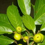 Clarisia biflora Meyve