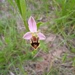 Ophrys apiferaFlower