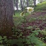 Cardiocrinum cordatum Flower