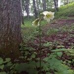 Cardiocrinum cordatum Floro