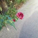 Centranthus ruber Kwiat