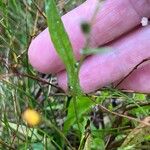 Utricularia subulata List