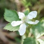 Rubus flagellaris Кветка