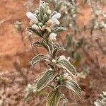 Leucas tomentosa Hoja