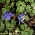 Aquilegia viscosa 整株植物